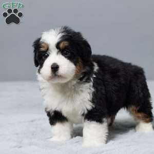 Theo, Mini Bernedoodle Puppy